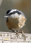 Red breasted Nuthatch